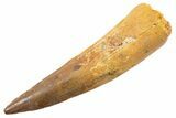 Fossil Spinosaurus Tooth - Real Dinosaur Tooth #345586-1